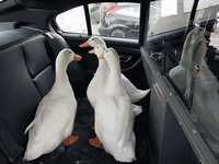 Polícia americana 'prende' patos que estavam 'vadiando' (Foto: Great Bend Police/Facebook)