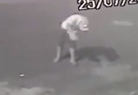 Imagens mostram jovem tentando enforcar filhote 