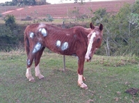 avalo recebe cuidado de moradores e veterinário em chácara de Novo Horizonte (SP) (Foto: Arquivo pessoal) 