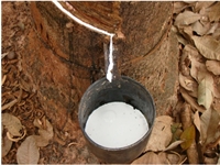 Uma empresa de Votuporanga ganhou notoriedade no mercado nacional e internacional, com a produção de GEB 10, uma borracha natural de alta qualidade, biodegradável e inofensiva ao meio ambiente (Foto: Divulgação)