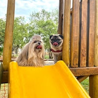 Os dogs influencers Peppa e Lucky conheceram as atividades e se divertiram no hotel em Cardoso (Foto: Divulgação)