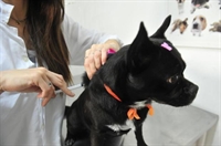 O balanço parcial apresentado pela pasta aponta para a vacinação de 5.052 animais neste mês (Foto: Reprodução)