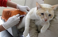  Sexta-feira é o último dia para vacinar cães e gatos contra a raiva em Votuporanga  (Foto: Reprodução/Internet)