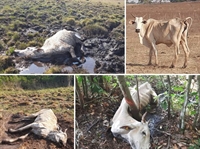 A Polícia Militar Ambiental multou um morador de Fernandópolis em R$ 12 mil pela morte de animais, que passavam fome  (Foto: Divulgação)