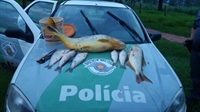 Os peixes apreendidos foram doados para instituições filantrópicas de Votuporanga (Foto: Divulgação/Polícia Ambiental) 