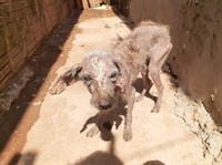 Cão foi resgatado após denúncia em bairro de Rio Preto. (Foto: Divulgação/Dibea)