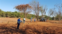 O trabalho de arborização urbana em Votuporanga ganhou um importante reforço neste ano (Foto: Divulgação/Prefeitura de Votuporanga)