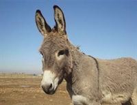 Burro (foto ilustrativa) (Foto: Reuters)