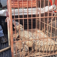 Os profissionais fizeram o resgate e encaminharam o jacaré à Polícia Ambiental de Jales (Foto: Arquivo pessoal)