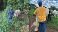 Vaca de estimação criada há dez anos é morta e esquartejada por criminosos em sítio