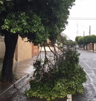 Alagamentos em estabelecimentos comerciais e quedas de árvores foram registrados na cidade (Foto: A Cidade)