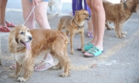 1ª ‘CãoMinhada’ Solidária ocorre domingo em Votuporanga