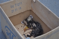 (Foto: Gabriele Reginaldo/A Cidade)