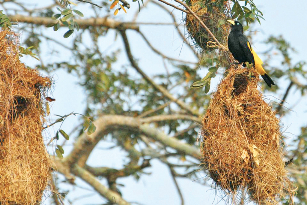Diogo Mendes Vicentini mostrando o verdadeiro ninho de Guacho, diretamente do Pantanal